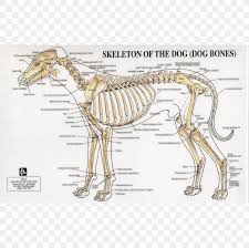 Dog Anatomy Human Skeleton Joint Png 1224x1224px Dog