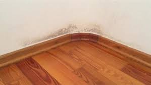 Photo Of Mold On The Inner Surfaces Of