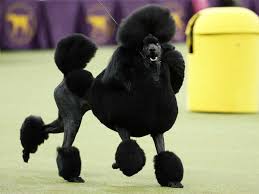 poodle perfection meet siba the top