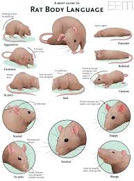Rat Body Language Pet Mice Pet Rodents Pet Rats