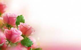 romantic love flowers pink