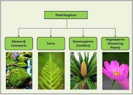 clification of plants 4 main types