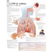 Copd Asthma Chart