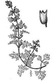 Plants Profile for Teucrium botrys (cutleaf germander)