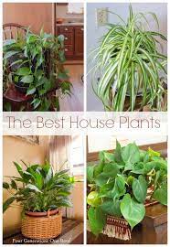 The Most Common House Plants My Mom S