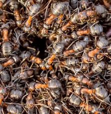 Preventive pest services is the top choice for salt lake city area pest control & extermination. Ant Pest Control In Utah Alpine Pest Control