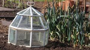 what the herb is a garden cloche