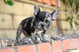 The frenchie makes a great family pet! Schoolyard Bullies Southern California English And French Bulldog Breeders