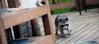 Then try tips on how to get rid of raccoons naturally. Raccoons Living Under Deck Or Shed What To Do About Them Wildlifeshield Ca