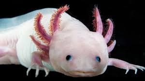 A Bunch Of Good Complete Axolotl Genome Could Pave The Way