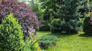 Great Shrubs For Privacy Shade