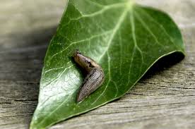 how to get rid of garden slugs the eco