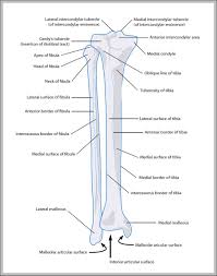 Lower Leg Bones 1024 X 1350 Anatomy System Human Body