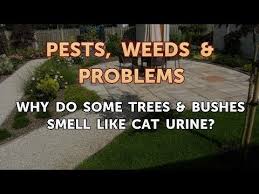 trees bushes smell like cat urine