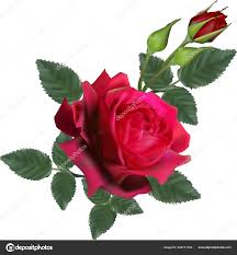ilration single red rose flower