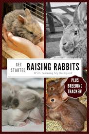 Jun 20, 2005 · restaurants, wholesalers, custom meat stores, and individual buyers are the main purchasers of rabbit meat. Raising Meat Rabbits Farming My Backyard