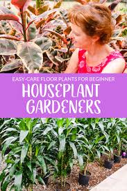 7 best easy care floor plants for