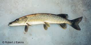 The Ontario Freshwater Fishes Life History Database