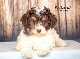 miniature poodle dog male chocolate