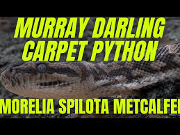 victorian locale murray darling carpet