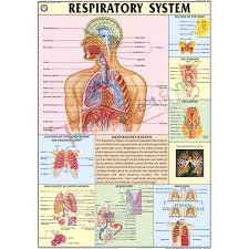 The Respiratory System Chart 70x100cm