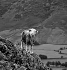 herdwick wool woolly rug