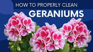 Overwintering Geraniums - Beat Your Neighbor