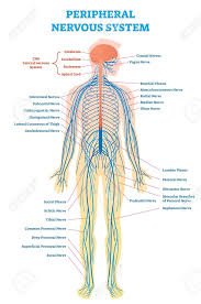 One of the most complex organ system to ever evolve, the human nervous system consists of two parts, namely: Peripheral Nervous System Medical Vector Illustration Diagram Peripheral Nervous System Human Nervous System Nervous System Anatomy
