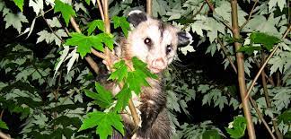 how to keep opossums out of your garden