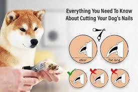 cutting your dog s nails