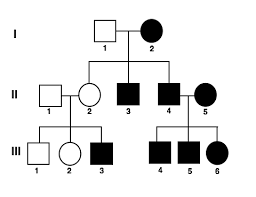 Pedigrees Practice Classical Genetics Khan Academy
