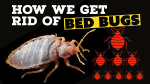 can bed bugs climb up metal bed frames