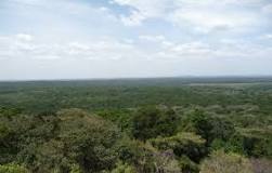 Image result for List Of Forest In Kenya