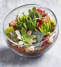 glass succulent terrarium 1800flowers com