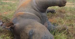 Poaching Rhino Threats Save The Rhino International