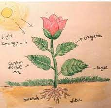 process of photosynthesis in a plant