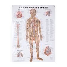 Anatomical Wall Charts Vinyl Laminated North Coast Medical