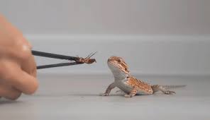 baby bearded dragon 7 care tips you