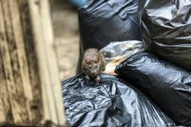 Where Do Rats Live Mice Rat