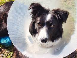 Alternatives To The Dog Cone Of Shame For Your Australian