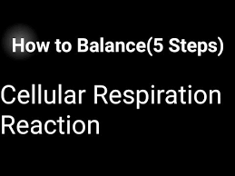 Cellular Respiration Balanced Equation