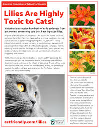 A better question would be what are the plants not poisonous to cats. Lilies Cat Friendly Homes