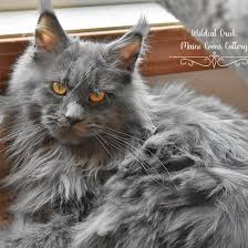 We have cute lovable kittens only :) maine coon kittens for sale in richmond, virginia united states. Maine Coon Polydactyl Wildcat Creek Cattery Indiana Maine Coons