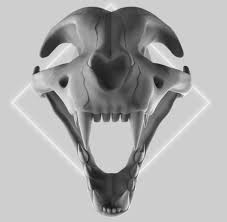 Clicking begin will generate a quiz of either 10 or 25 questions. Laurene Lejeune Cat Skull Anatomy Practice