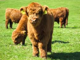 miniature cows a definitive guide on