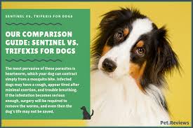 Sentinel Vs Trifexis For Dogs Our 2019 Guide To Which One