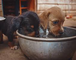 Since puppies usually feed four times a day, adding water each time will keep him nicely hydrated. Keeping Your Pet Hydrated Pet Resource Center Of Kansas City