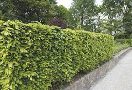 Why Choose Hedging Over A Fence