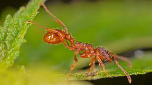 8 best ways to get rid of fire ants