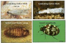 clothes moths carpet beetles dodson